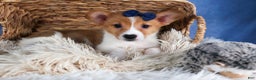 Welsh Corgi Pembroke dogs for sale: Luigi - Ad 2