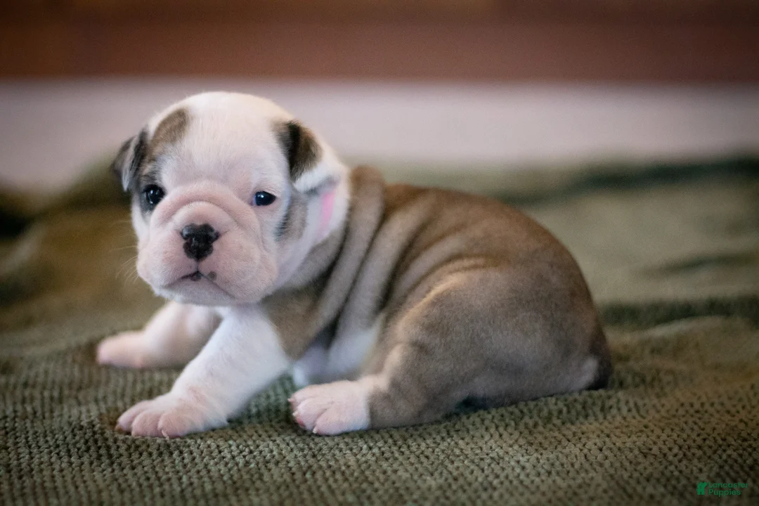 English Bulldog dogs for sale: Luna - Ad 2