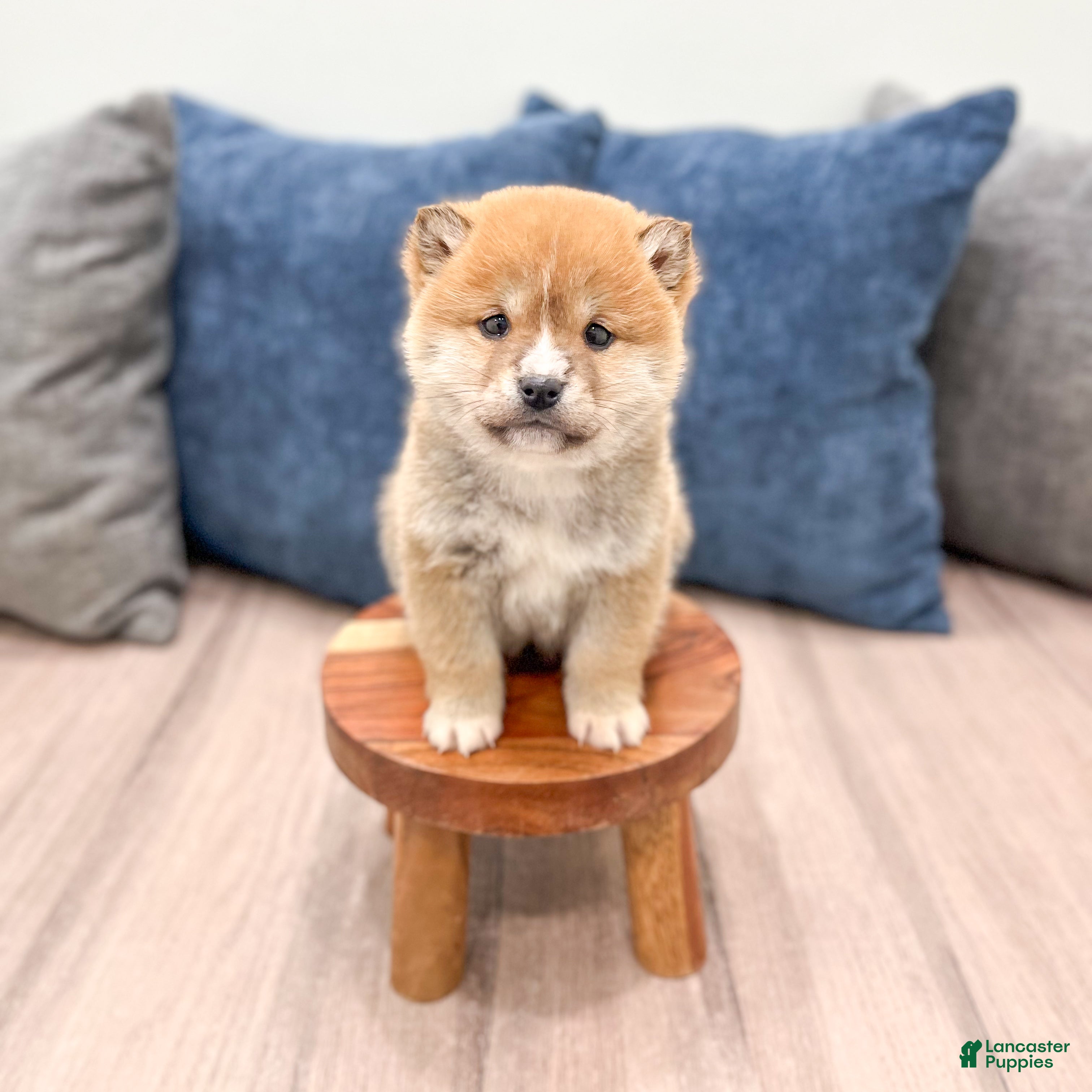 Shiba Inu dogs Lucky - Ad 2