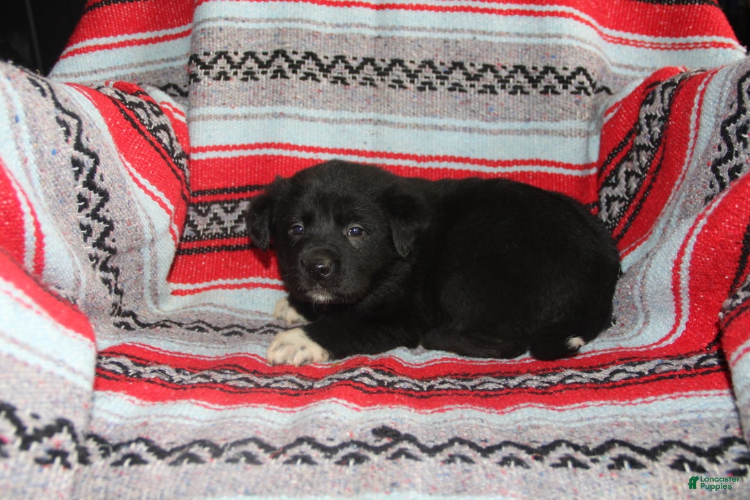 Mixed Breed dogs for sale: Jasmine - Ad 1