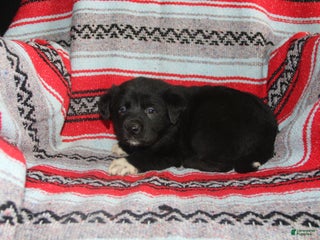 Mixed Breed dogs Jasmine - Ad 22