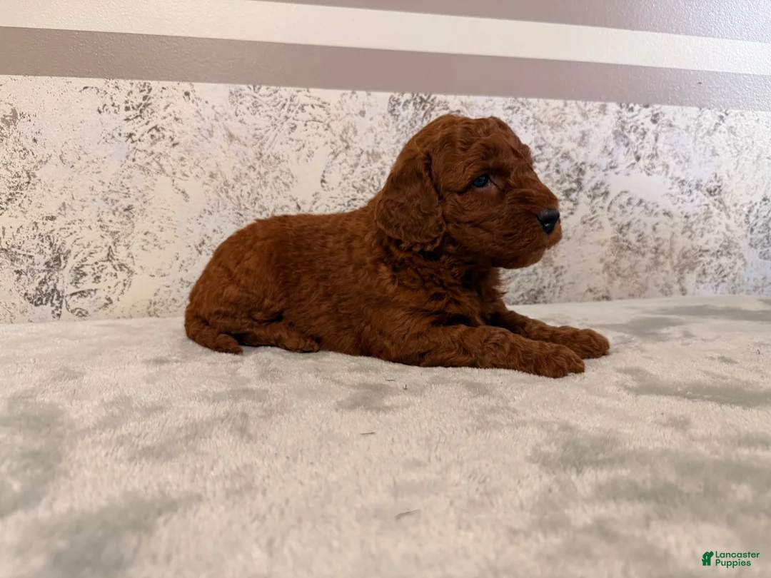 Mini Goldendoodle dogs for sale: Coco - Ad 4