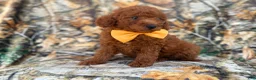 Mini Goldendoodle dogs for sale: Luca - Ad 4