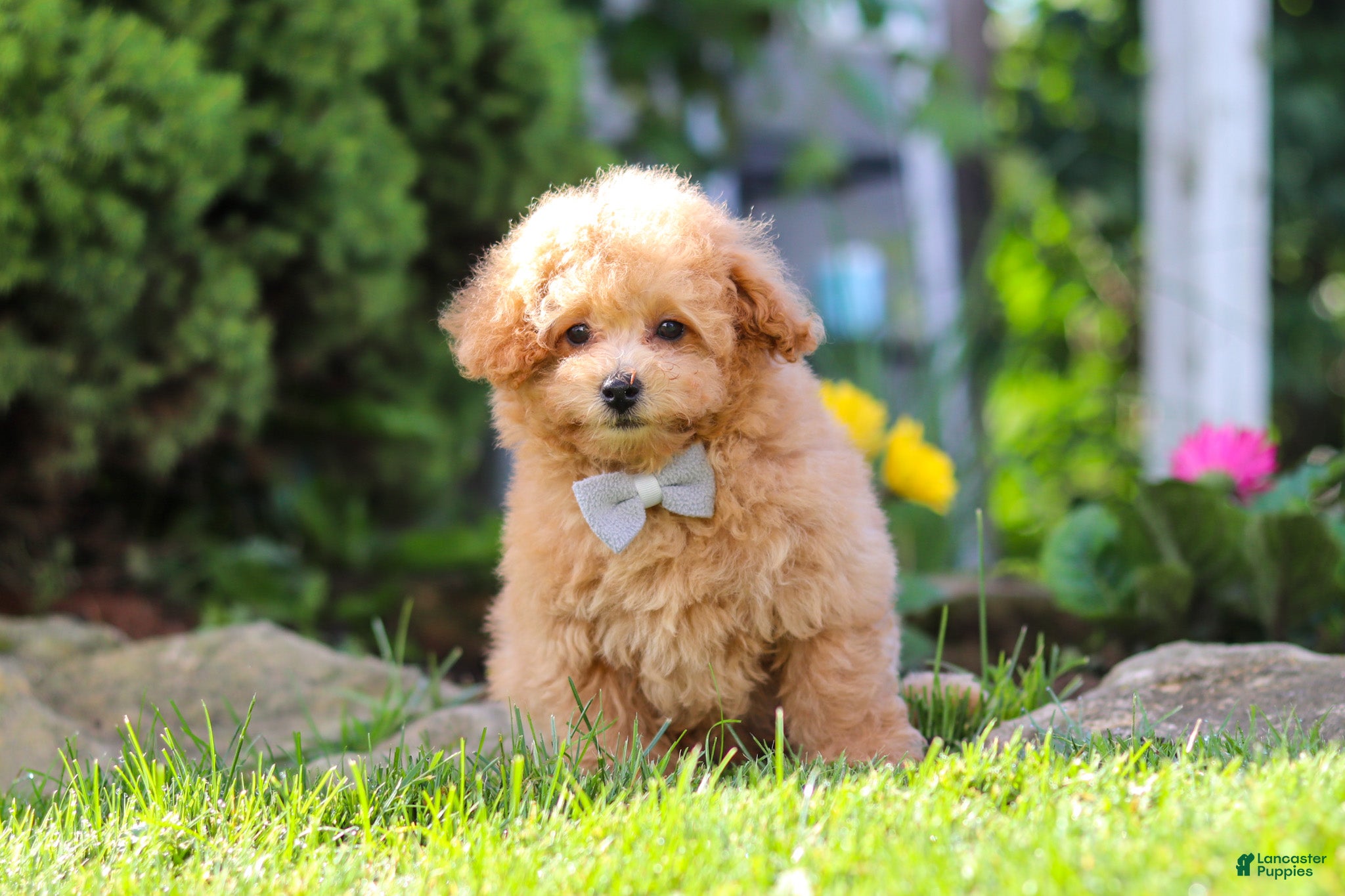 Maltipoo dogs Kevin - Ad 2