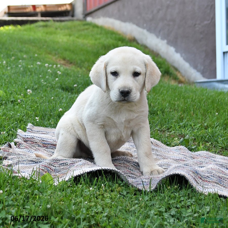 Labrador Retriever dogs Gabe - Ad 2