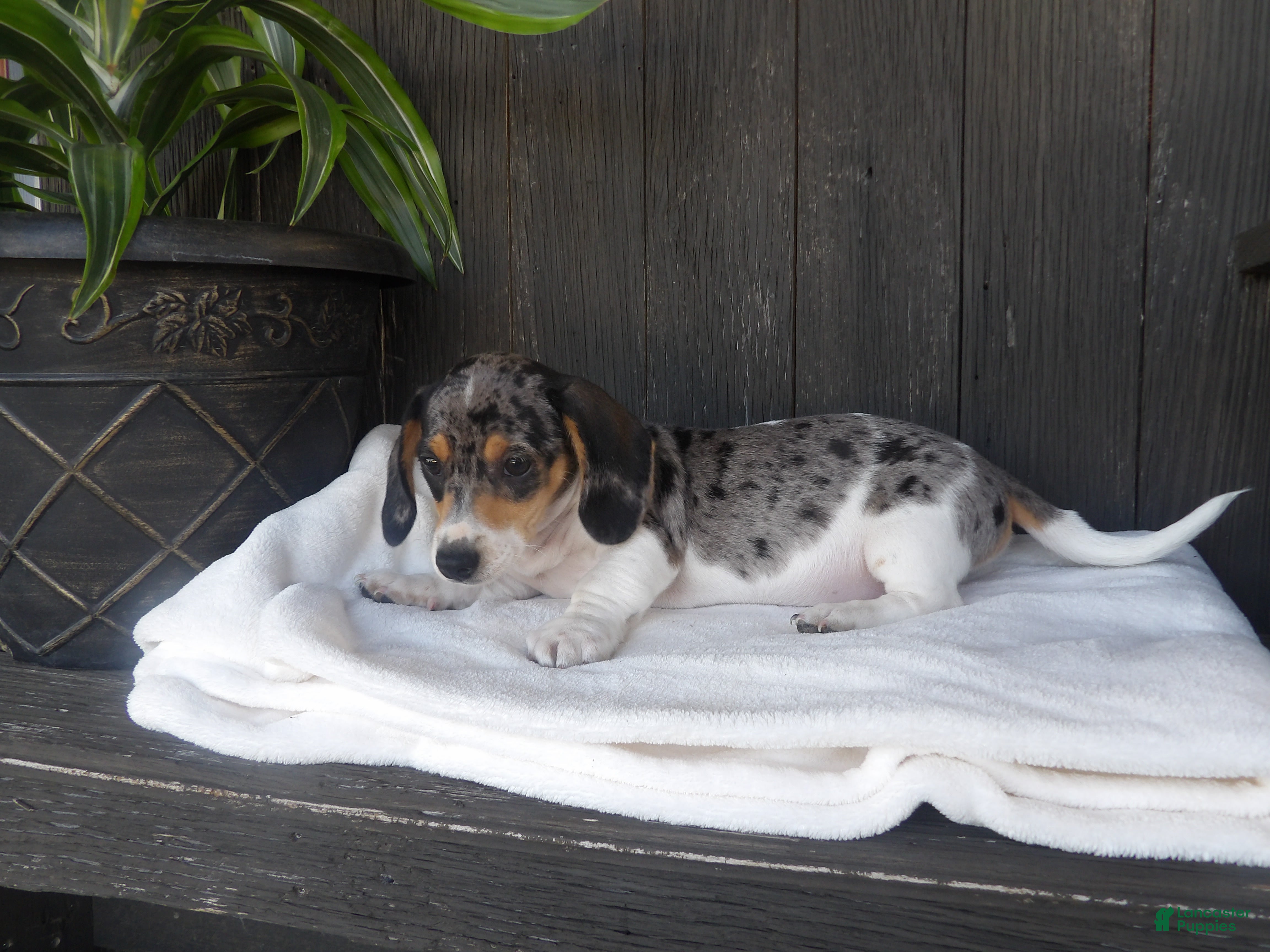 Miniature Dachshund dogs Duke - Ad 2
