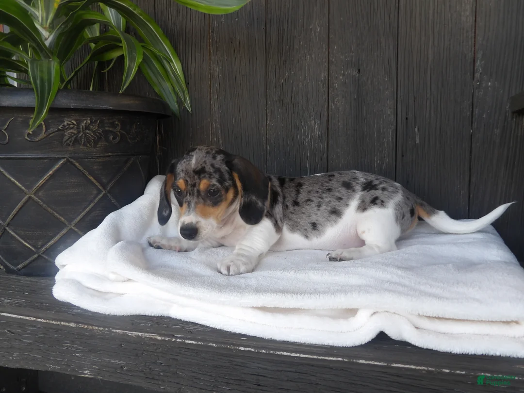 Miniature Dachshund dogs for sale: Duke - Ad 2