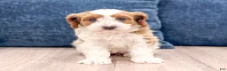 Cavapoo dogs for sale: Grace - Ad 8