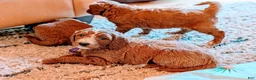 Goldendoodle dogs for sale: Rose - Ad 7