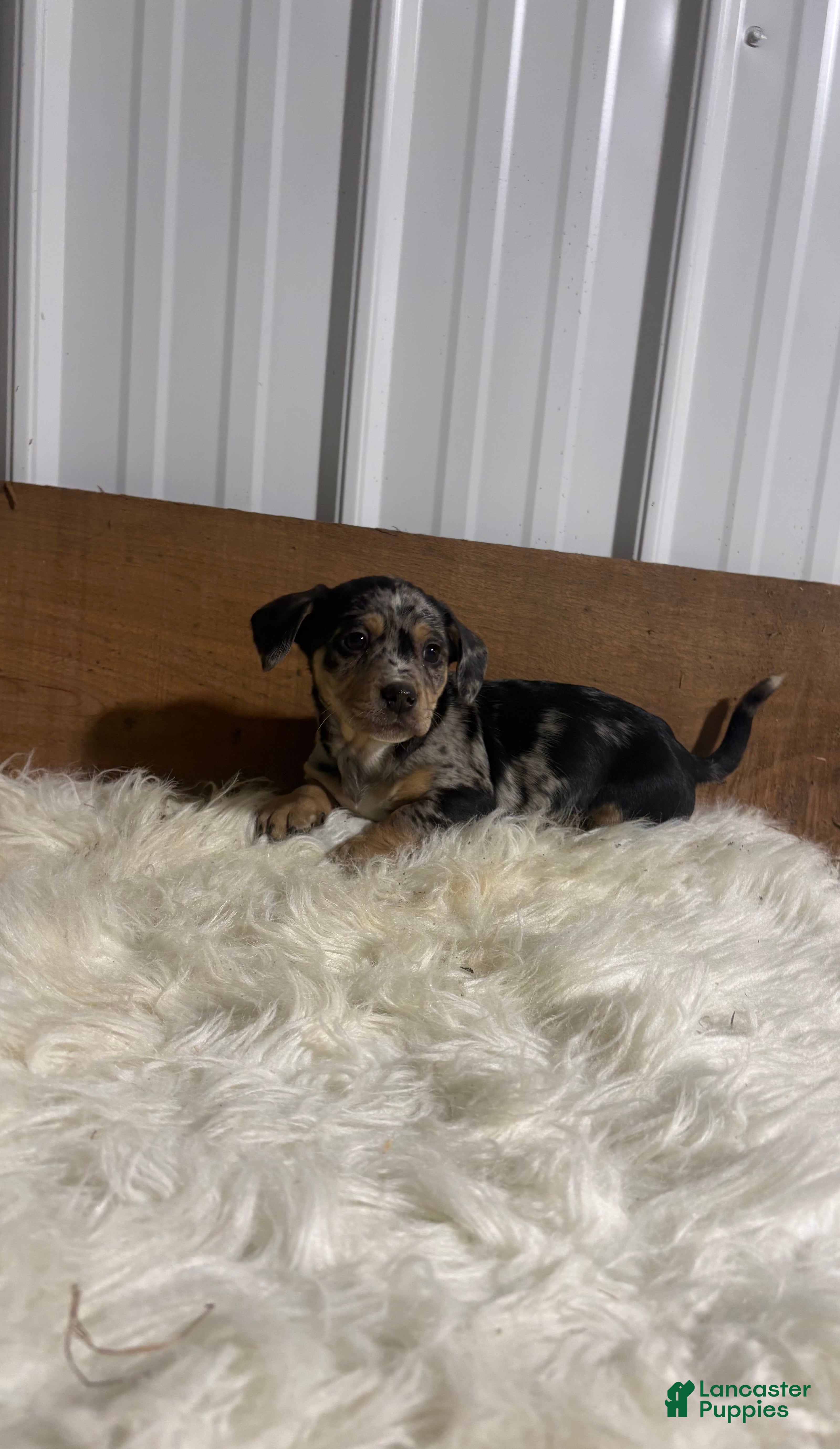Mixed Breed dogs Mixed Breed Puppy 1 - Ad 20