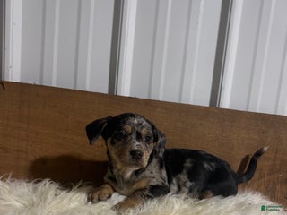 Mixed Breed dogs Mixed Breed Puppy 1 - Ad 18