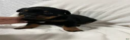 Rottweiler dogs for sale: tiny  - Ad 2