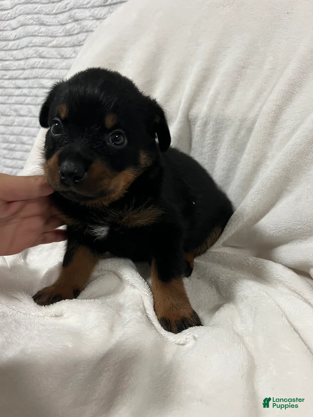 Rottweiler dogs for sale: tiny  - Ad 2