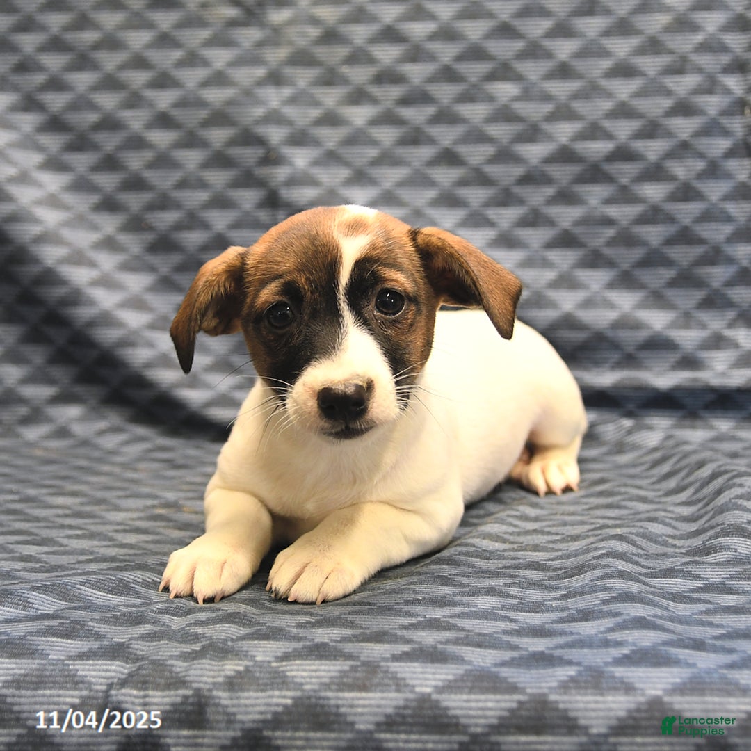 Jack Russell Terrier dogs for sale: Anita - Ad 1