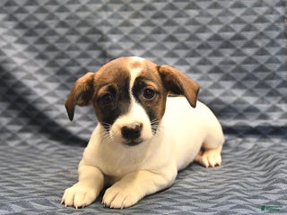 Jack Russell Terrier dogs Anita - Ad 19