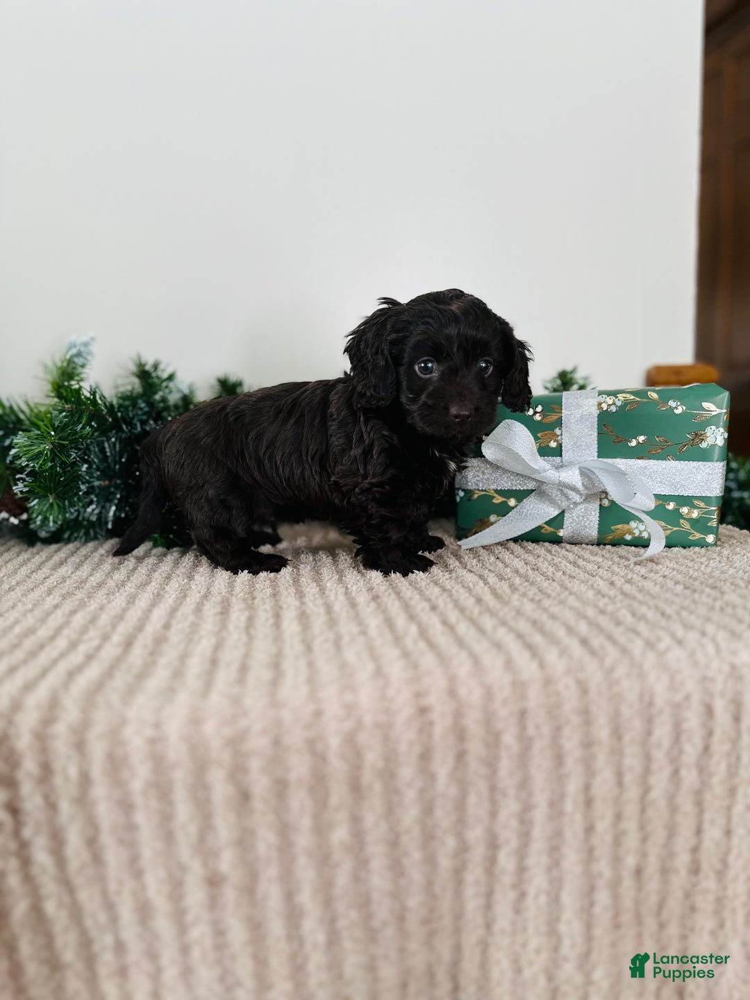 Mixed Breed dogs for sale: Rudolph - Ad 4