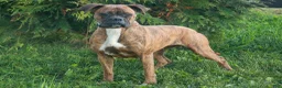 Boxer dogs for sale: Annie - Ad 8