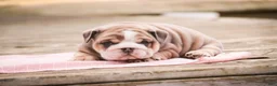 English Bulldog dogs for sale: Annaliese - Ad 5