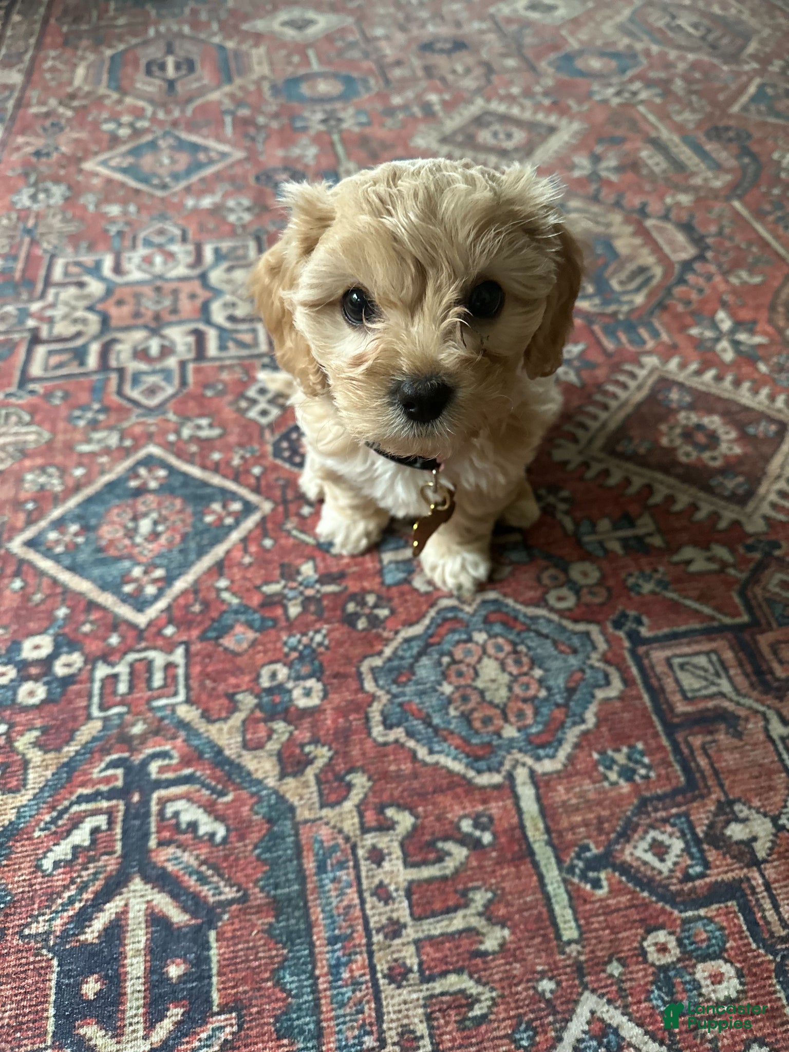 Cavapoo dogs Sadie - Ad 1