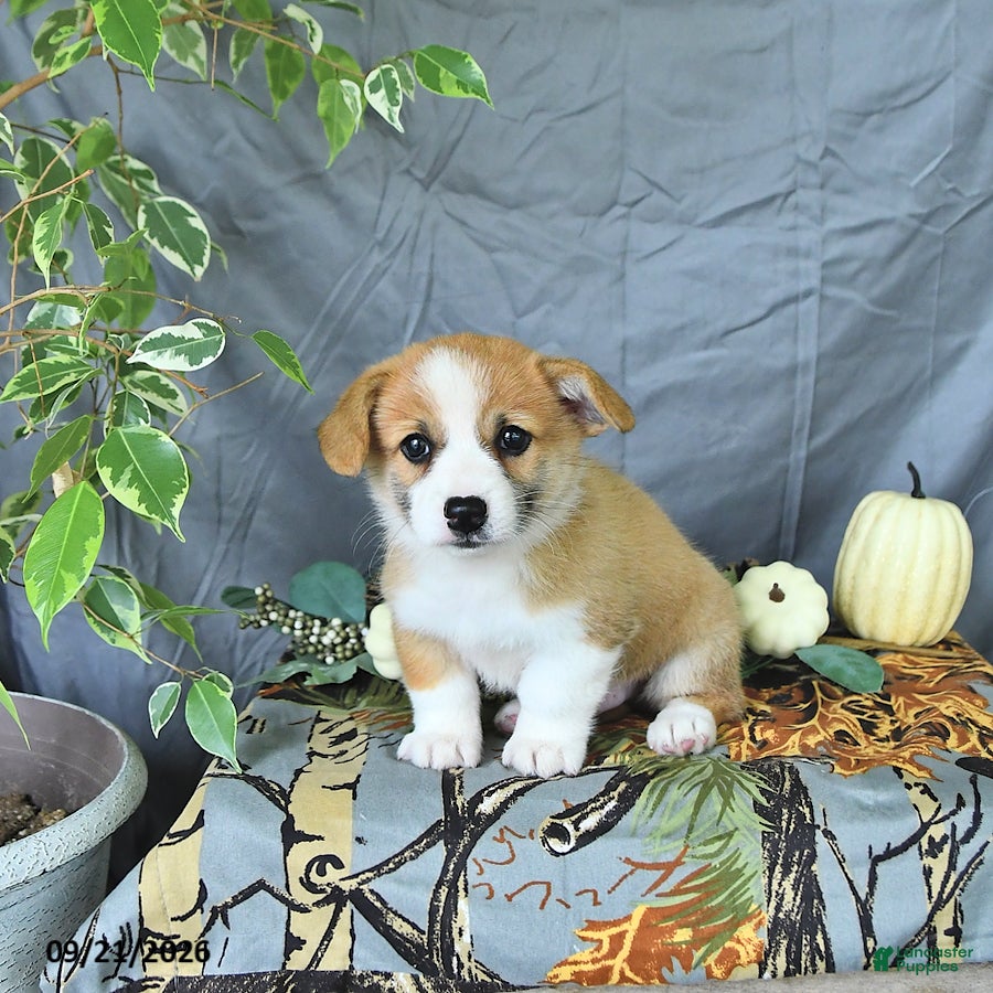Welsh Corgi Pembroke dogs Asher - Ad 1