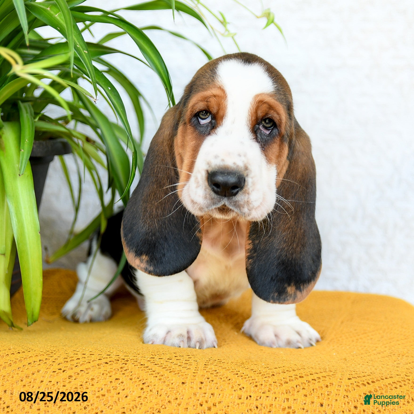 Basset Hound dogs Deacon - Ad 1