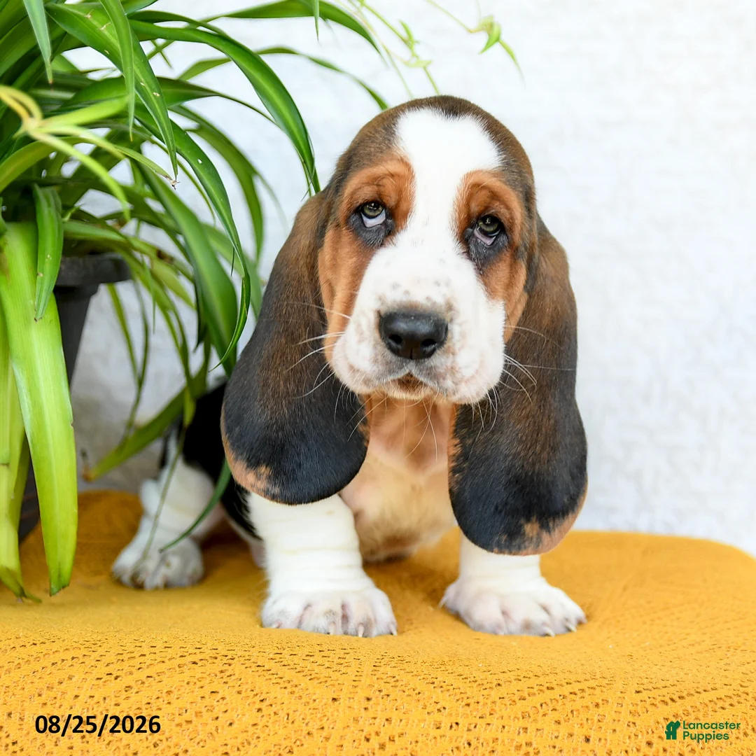 Basset Hound dogs for sale: Deacon - Ad 1