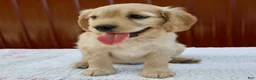 Miniature Golden Retriever dogs for sale: Greta - Ad 6