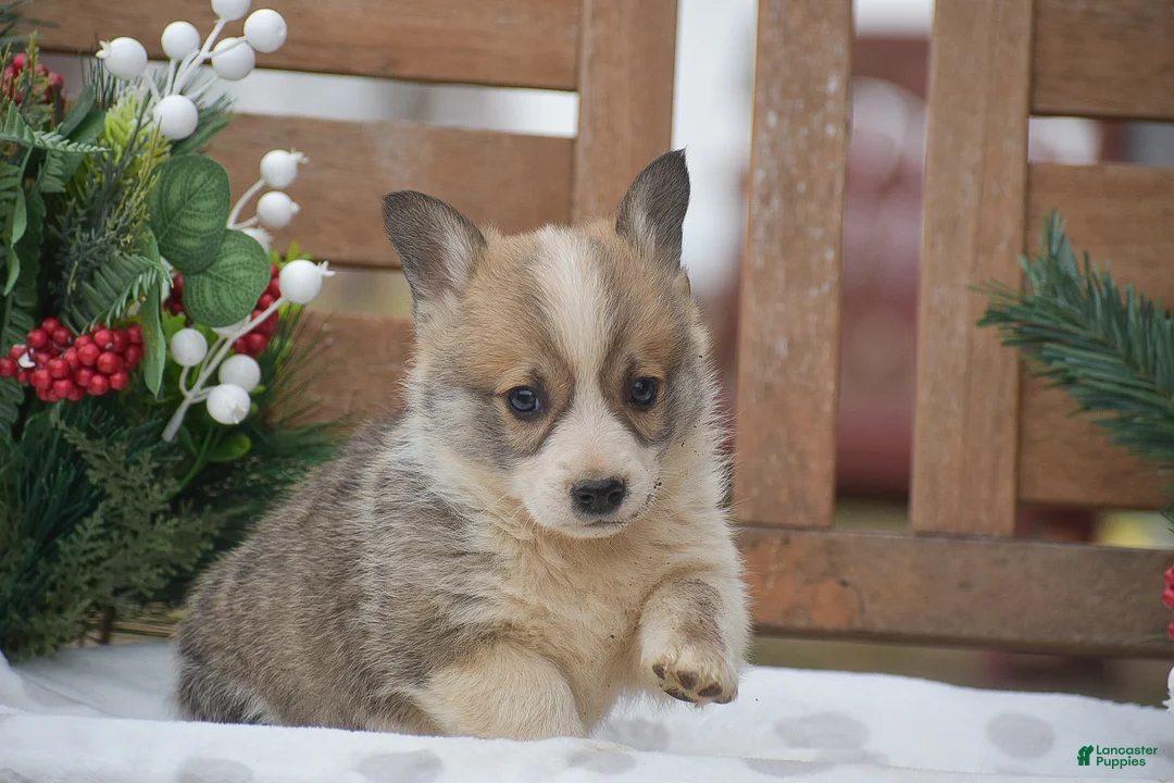 Welsh Corgi Pembroke dogs for sale: Mingo - Ad 8