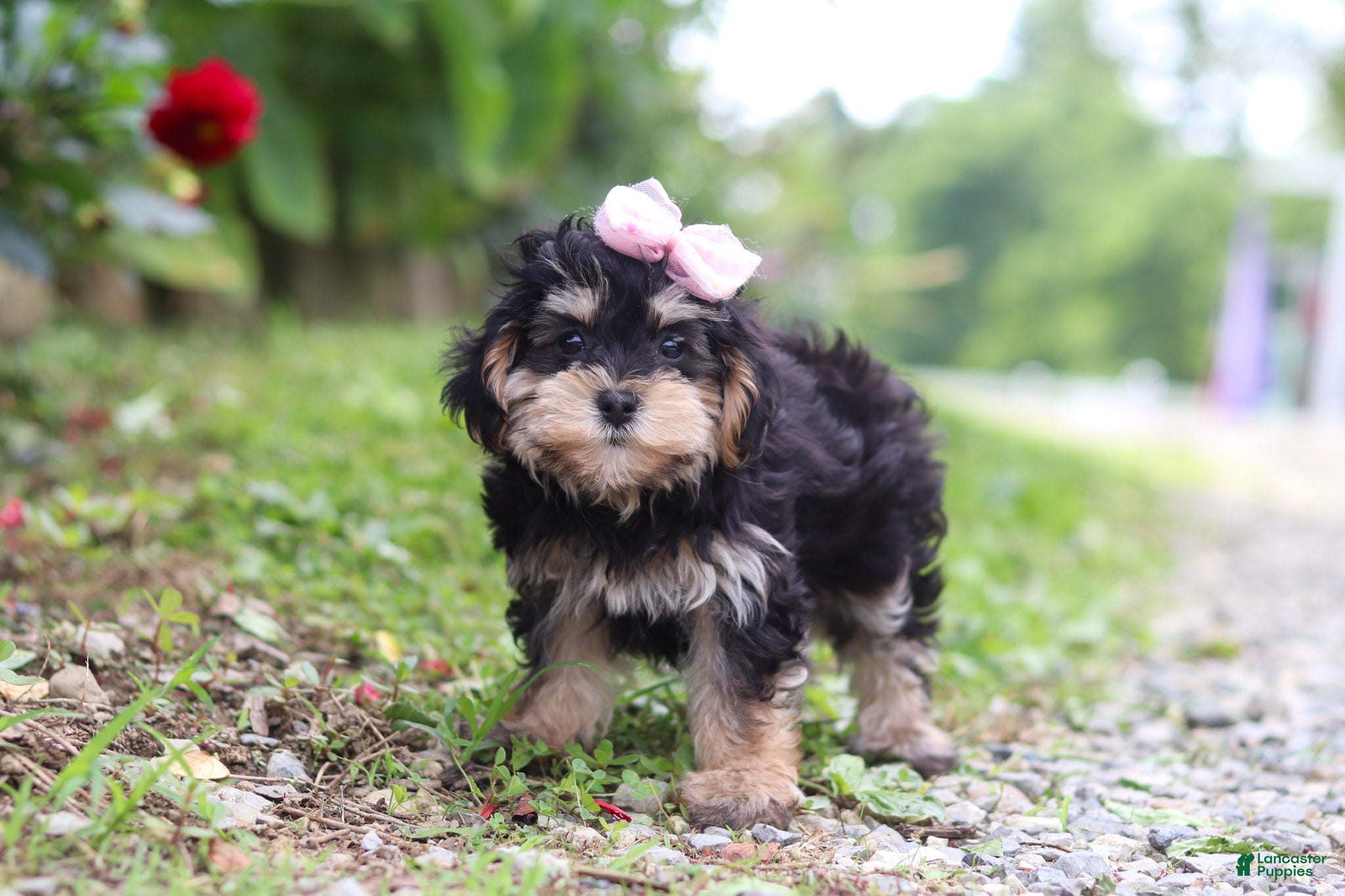 Maltipoo dogs Aleah - Ad 1