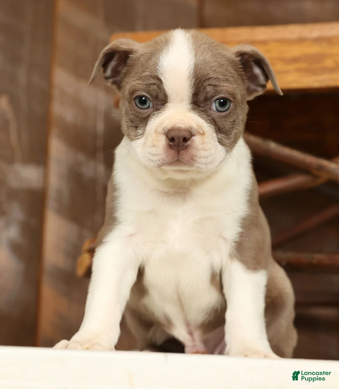 Boston Terrier dogs for sale: Rex - Ad 2