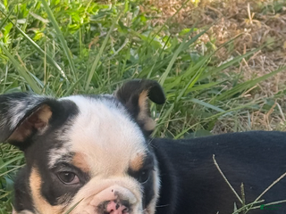 English Bulldog dogs - Ad 38