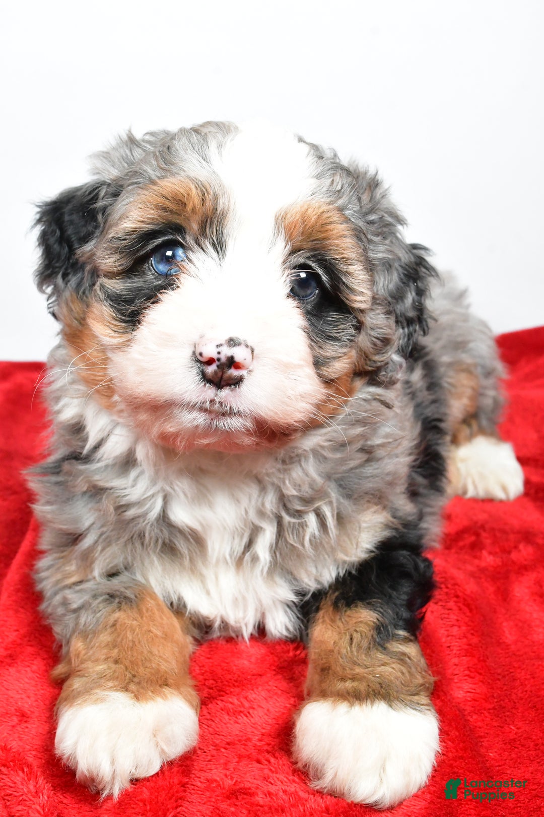 Mini Bernedoodle dogs for sale: Lucy - Ad 6