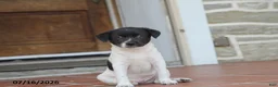 Toy Fox Terrier dogs for sale: Tipper - Ad 7