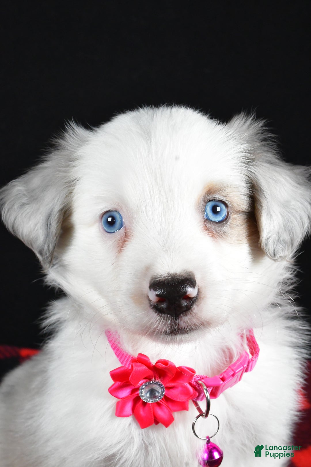 Miniature Australian Shepherd dogs for sale: Jewel - Ad 4