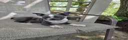 Boston Terrier dogs for sale: Cooper - Ad 7