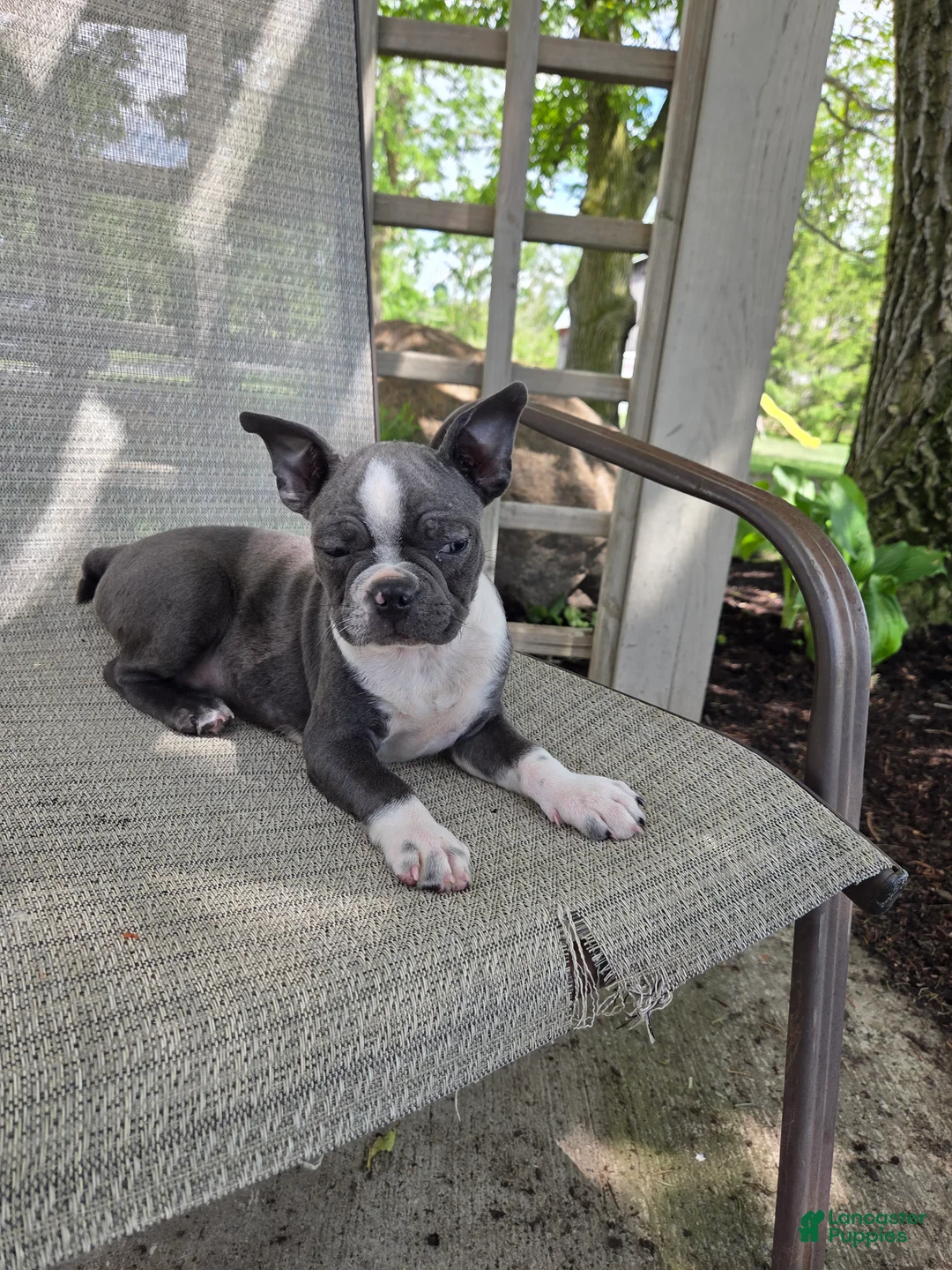 Boston Terrier dogs for sale: Cooper - Ad 7