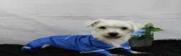 Mixed Breed dogs for sale: Mixed Breed 1 - Ad 5
