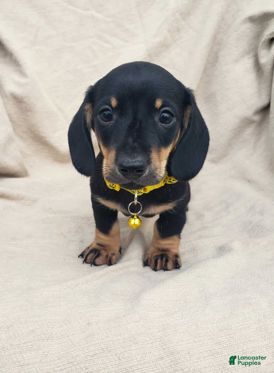 Miniature Dachshund dogs for sale: TONY - Ad 5