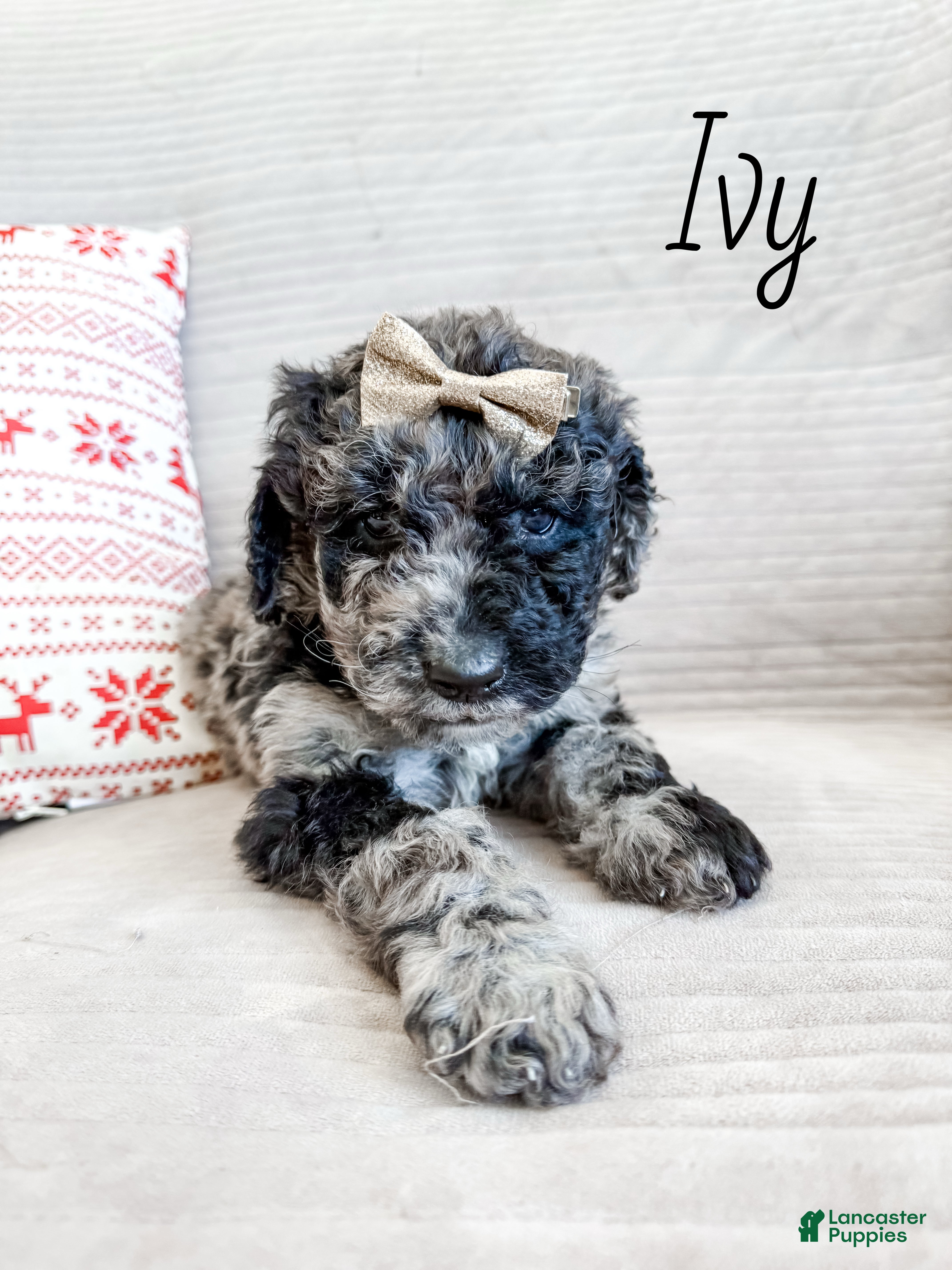 Goldendoodle dogs Ivy - Ad 22