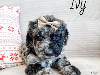 Goldendoodle dogs Ivy - Ad 22