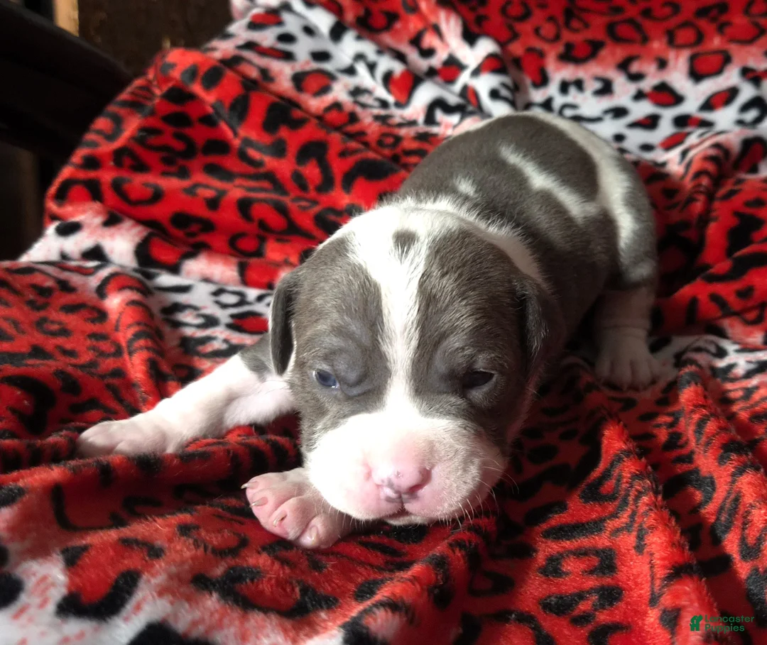 Mixed Breed dogs for sale: "BIGGIE SMALLZ" - Ad 7