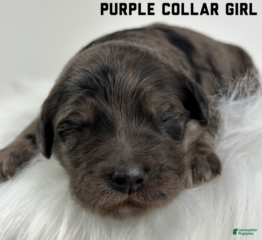Goldendoodle dogs for sale: Goldendoodle Puppy 4 - Ad 1