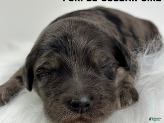 Goldendoodle dogs for sale: Goldendoodle Puppy 4 - Ad 4