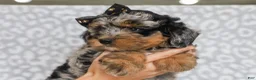 Mini Bernedoodle dogs for sale: Donovan - Ad 2