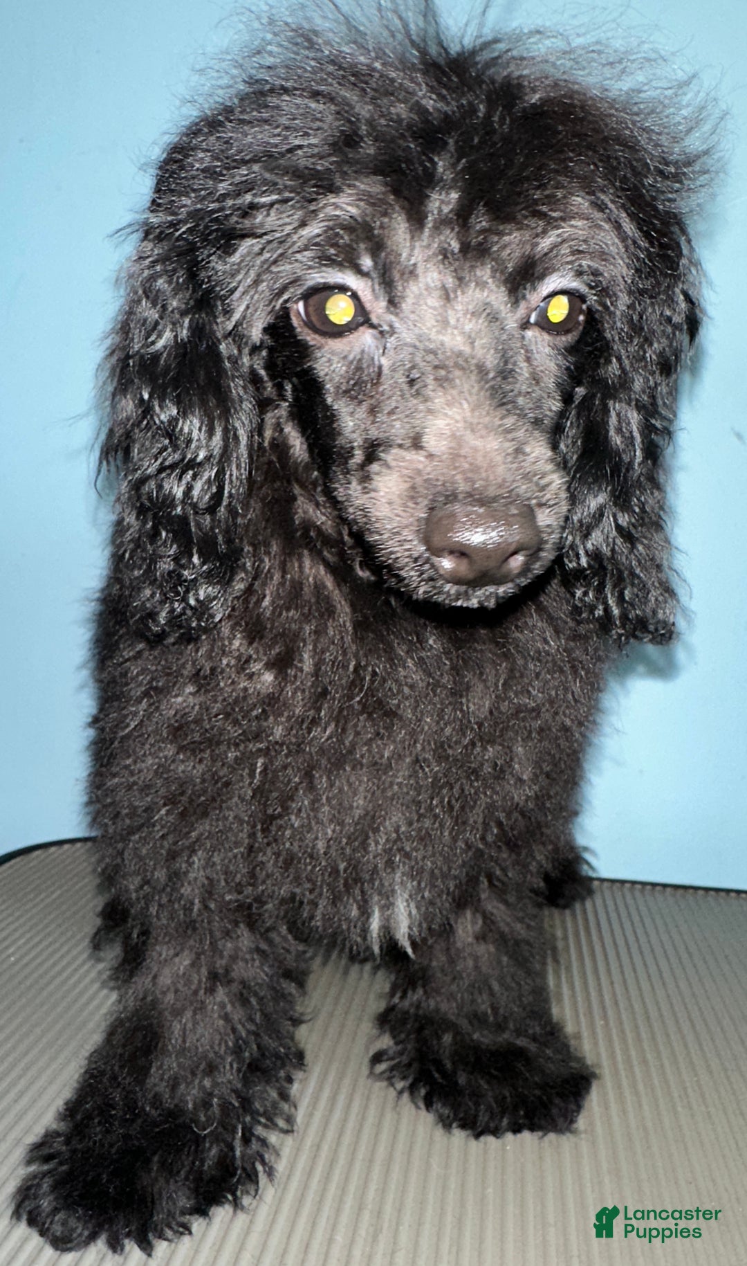 Toy Poodle dogs for sale: AKC Blaze  - Ad 3