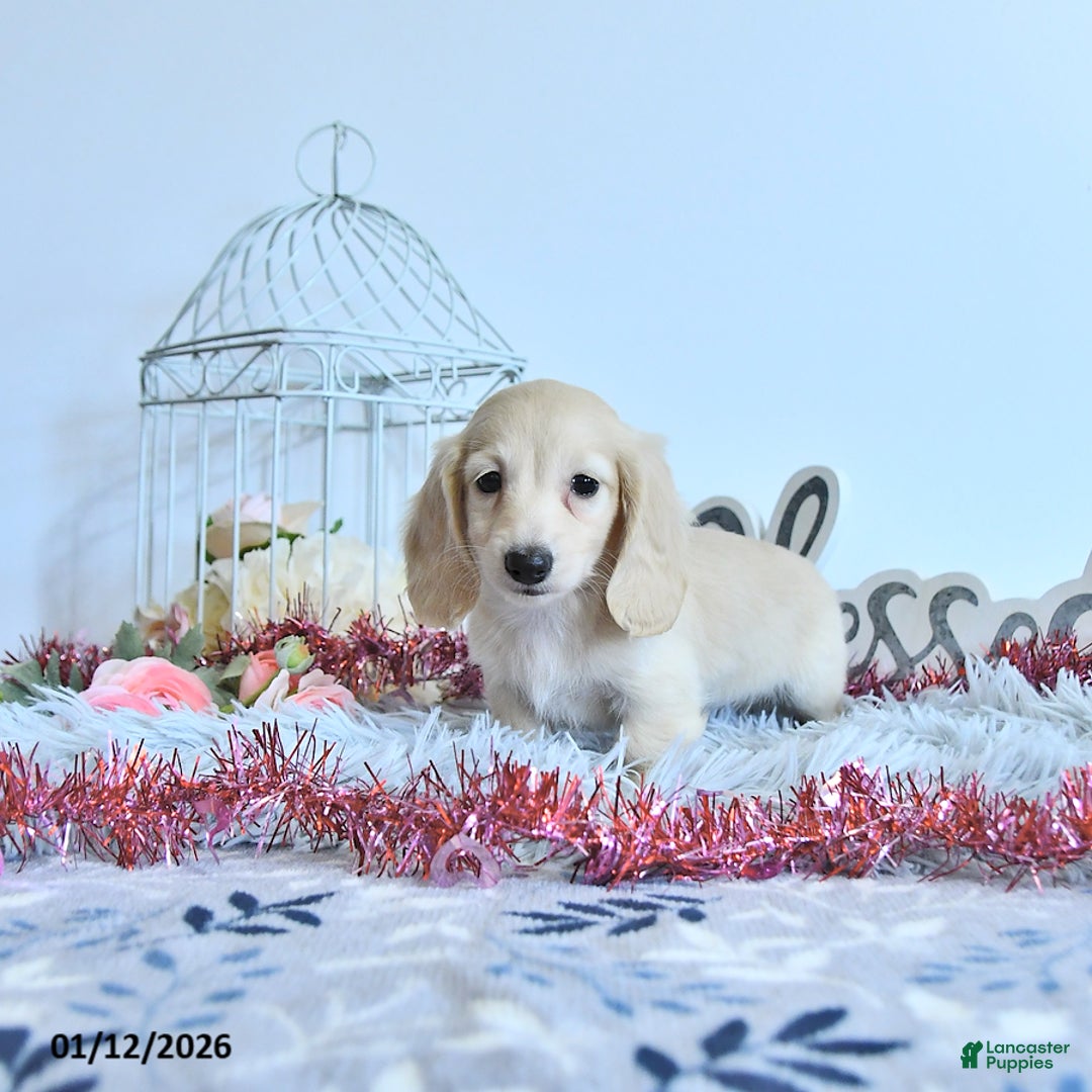 Miniature Dachshund dogs for sale: Elise - Ad 3