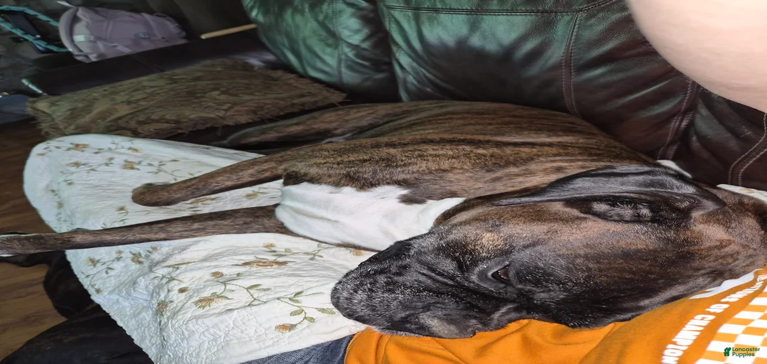 Gallery Image {{count}}