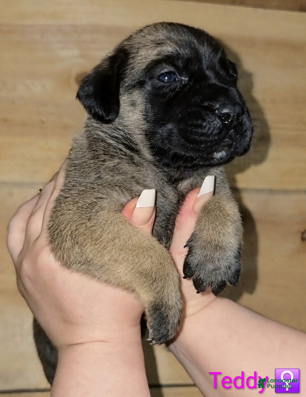 English Mastiff dogs Teddy - Ad 1