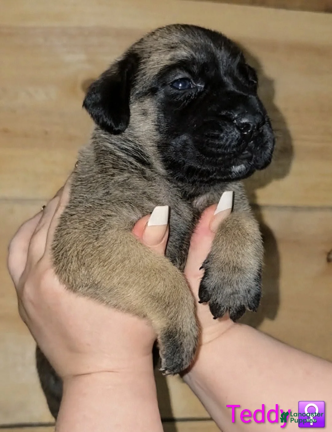 English Mastiff dogs for sale: Teddy - Ad 1