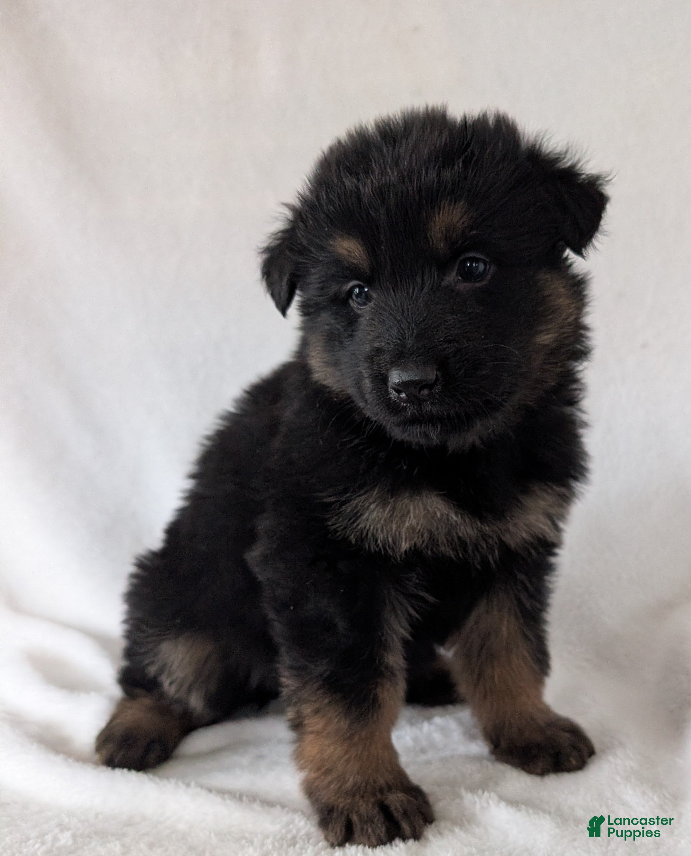 German Shepherd dogs Bella  - Ad 1